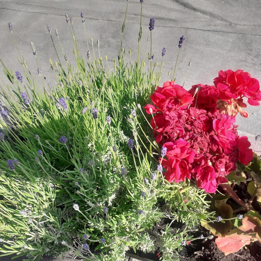 Appartamento Signorile Con Giardino Aosta Exterior photo
